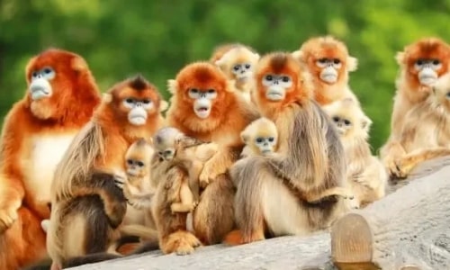 Golden Snub-nosed Monkey